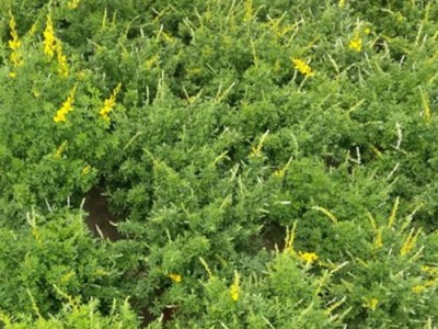 楚雄金雀花种植基地供应量8万颗图2
