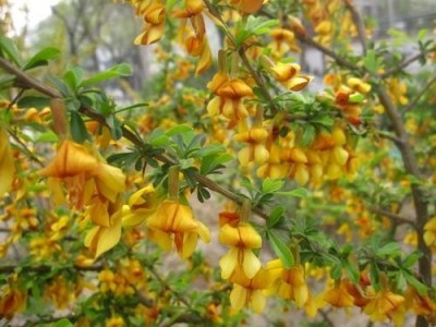 楚雄金雀花种植基地供应量8万颗图3