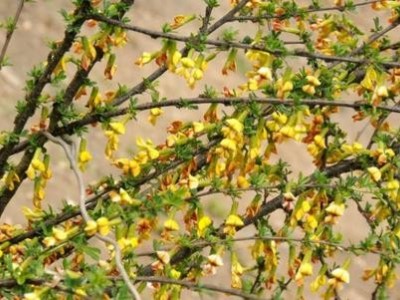 楚雄金雀花种植基地供应量8万颗图4