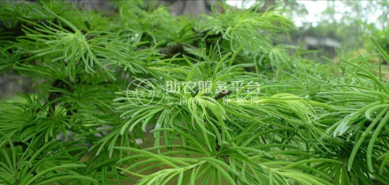 大理金钱松种植基地供应1万株图1