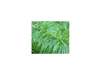 大理金钱松种植基地供应1万株图2