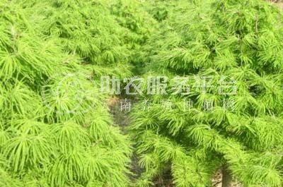 大理金钱松种植基地供应1万株图3