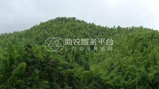 大理金钱松种植基地供应1万株图4