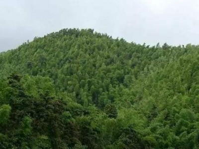 大理金钱松种植基地供应1万株图4