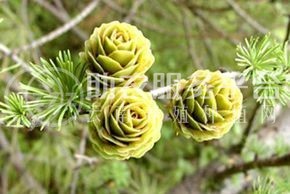 大理金钱松种植基地供应1万株图5