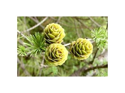大理金钱松种植基地供应1万株图5