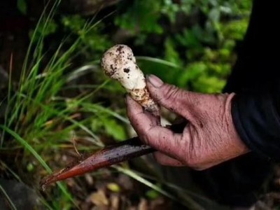 楚雄松茸种植基地供应量1吨图2