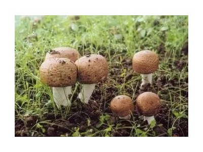 楚雄松茸种植基地供应量1吨图4