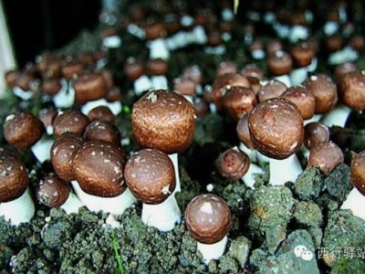 楚雄松茸种植基地供应量1吨图3