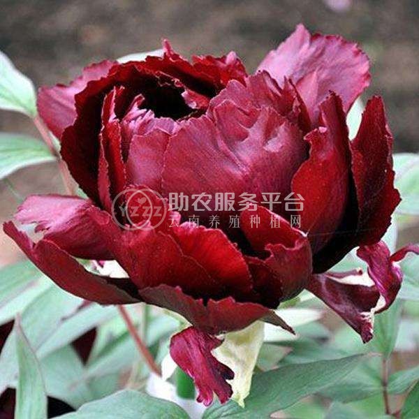 大理 牡丹种植基地供应2万株图1