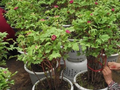 大理 牡丹种植基地供应2万株图3