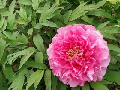 大理 牡丹种植基地供应2万株图5