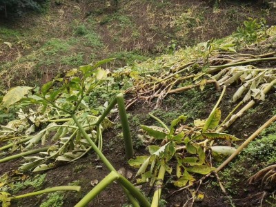 楚雄魔芋种植基地供应量9吨图3