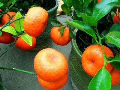 楚雄桔子种植基地供应量6吨
