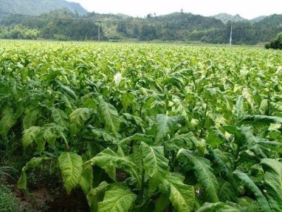 楚雄烟叶种植基地供应量7吨图2