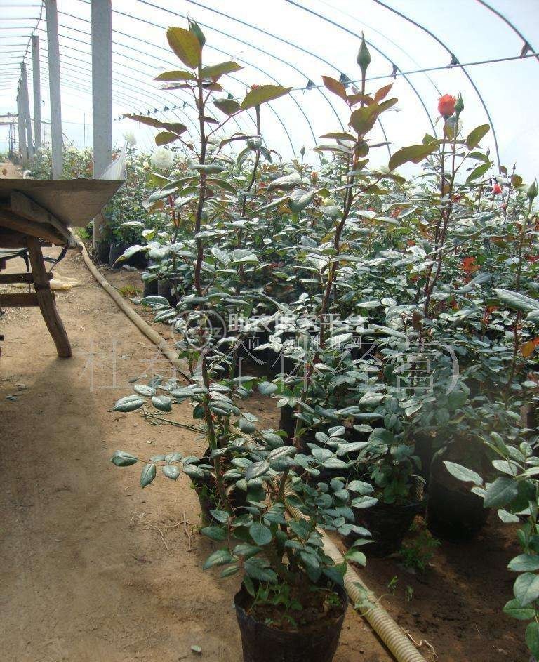 大理月季种植基地供应2万株图2