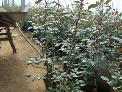 大理月季种植基地供应2万株图2
