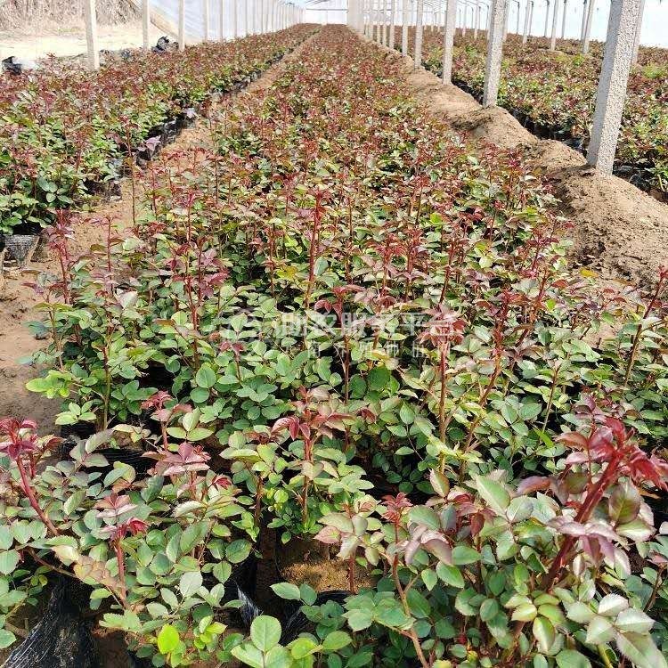 大理月季种植基地供应2万株图3