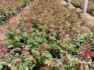 大理月季种植基地供应2万株图3