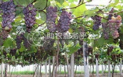 楚雄葡萄种植基地供应量7吨图3