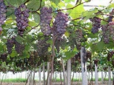 楚雄葡萄种植基地供应量7吨图3