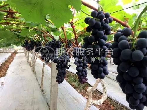 楚雄葡萄种植基地供应量7吨图1