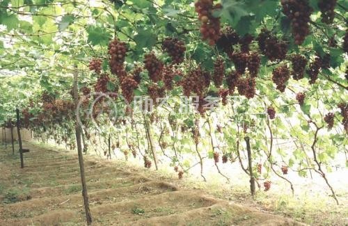楚雄葡萄种植基地供应量7吨图2