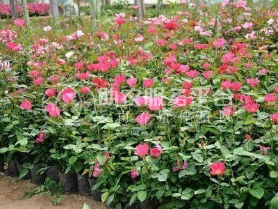 大理月季种植基地供应2万株图4