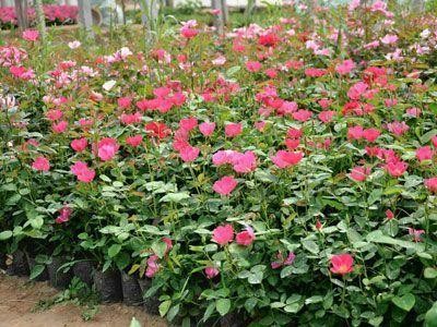 大理月季种植基地供应2万株图4