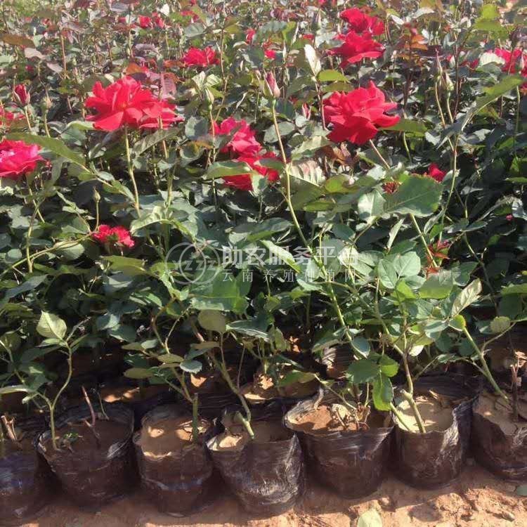 大理月季种植基地供应2万株图5