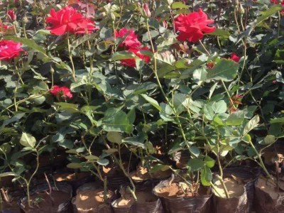 大理月季种植基地供应2万株图5