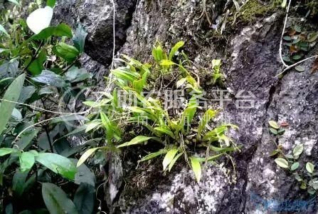 楚雄石斛种植基地供应量3吨图1