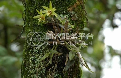 楚雄石斛种植基地供应量3吨图2