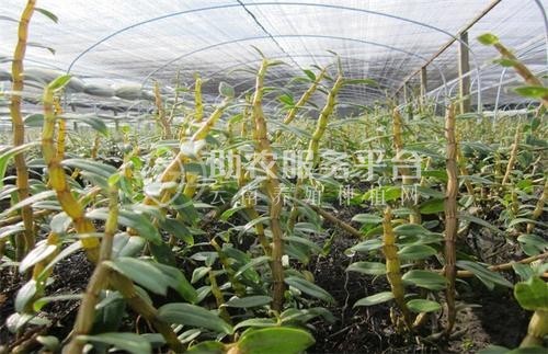 楚雄石斛种植基地供应量3吨图3