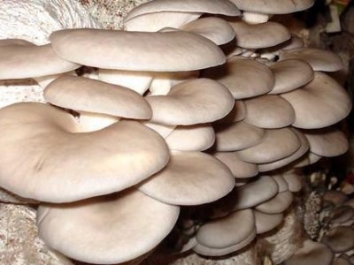 楚雄食用菌种植基地供应量4吨图3