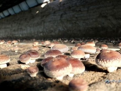 楚雄食用菌种植基地供应量4吨