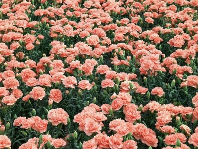 丽江华坪县硕丰种康乃馨种植中心 供应量2万株图3