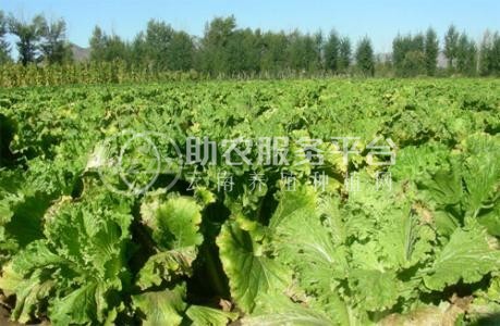 楚雄白菜种植基地供应量9吨图2