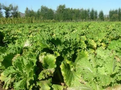 楚雄白菜种植基地供应量9吨图2