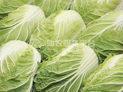 楚雄白菜种植基地供应量9吨图3