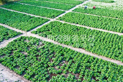 楚雄白菜种植基地供应量9吨图4