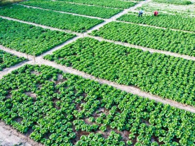 楚雄白菜种植基地供应量9吨图4