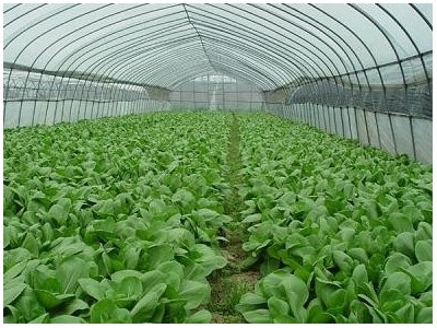 楚雄青菜种植基地供应量8吨图3