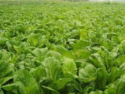 楚雄青菜种植基地供应量8吨图2