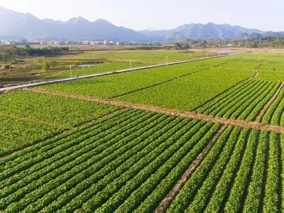 楚雄青菜种植基地供应量8吨