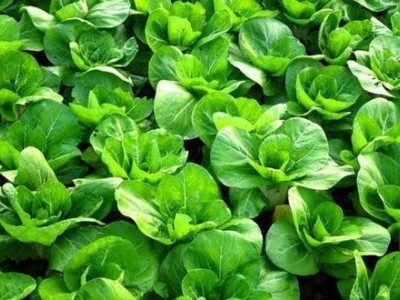 楚雄青菜种植基地供应量8吨图4