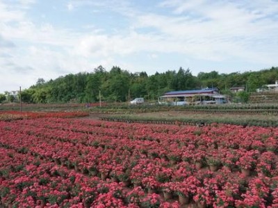 楚雄玫瑰种植基地供应量7吨