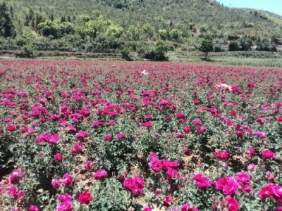 楚雄玫瑰种植基地供应量7吨图3