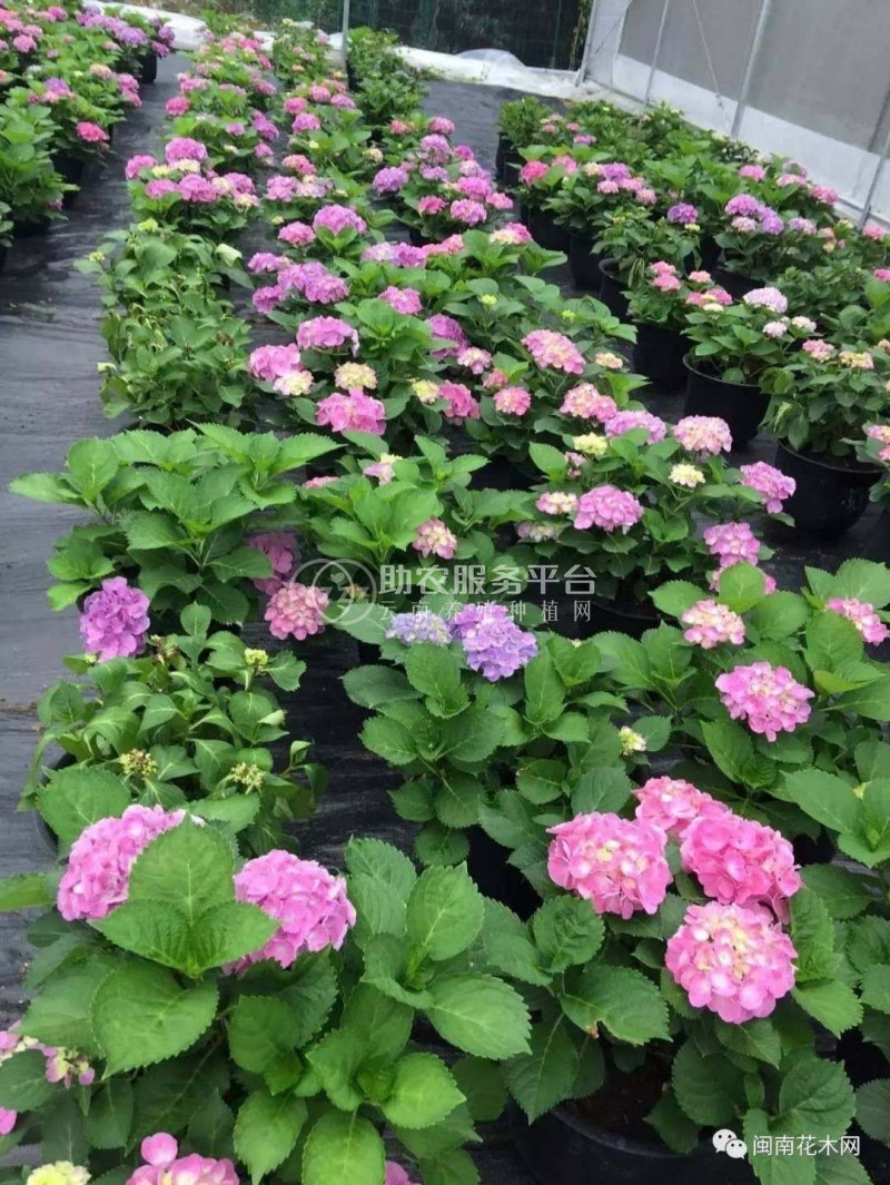 大理 绣球花花种植基地供应5万株图1