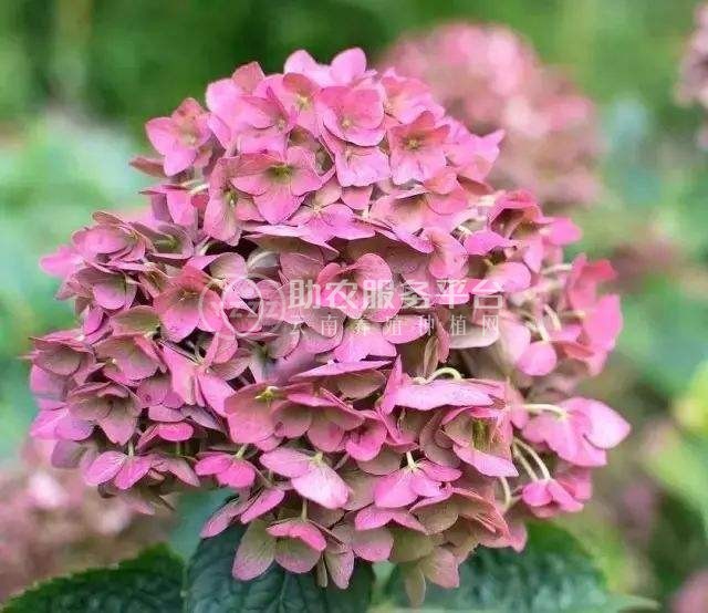 大理 绣球花花种植基地供应5万株图2